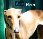 Maia